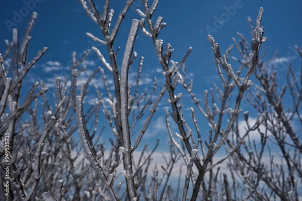 Obraz 冬, 雪, 木, 自然, 寒い, 霜, ブランチ, こおり, フリーズ, 青, 空, 植える, 白, 季節, とても寒い, とぶ, フリーズ, 森, 小枝, 花, 霜, クリスマス, ブランチ, 雪に覆われた, 太陽光
