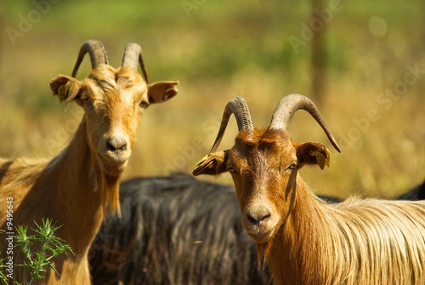Obraz Chèvres corses