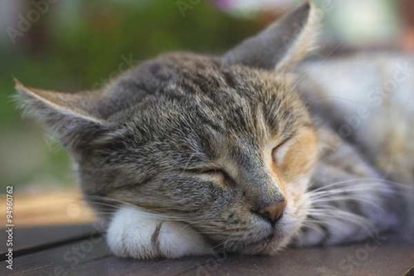 Obraz Sleeping tabby cat
