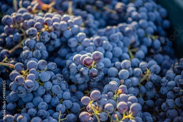 Obraz Bucket of grapes during the picking in the vineyard. The name of Cabernet Franc vine grapes in the crate at the harvest season.
