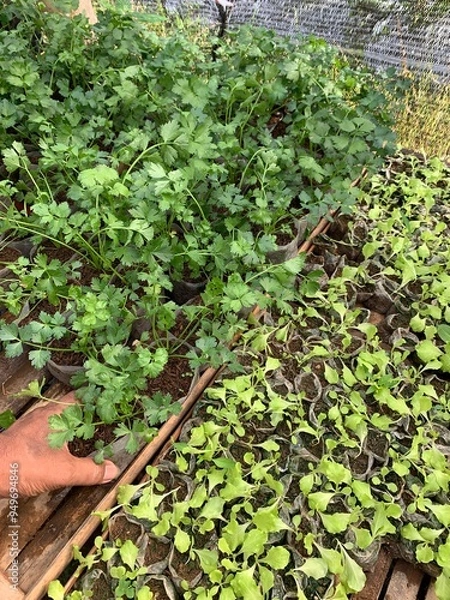 Fototapeta Seedlings of lettuce and celery plants at the nursery, ready for planting. Ideal for gardening, agriculture, and horticulture visuals.