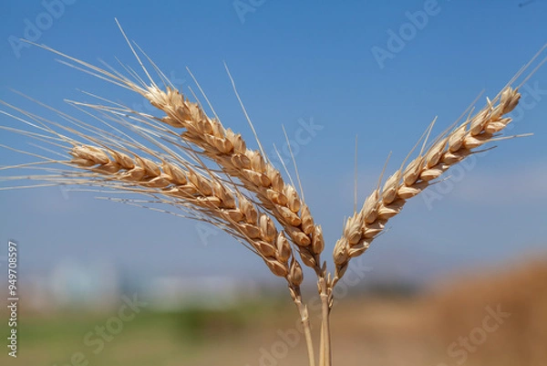 Fototapeta Close-up view of  mature wheat plant (Triticum aestivum) with golden ears of grain with a clear blue sky background.