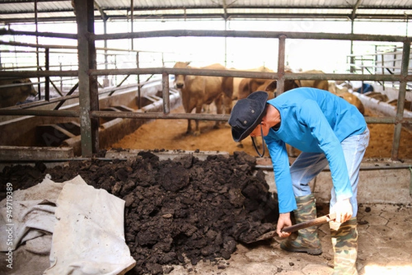 Fototapeta Senior Asian Man Farmer Feeding Cows, Using Shovel For Hay And Lucerne In Cowshed