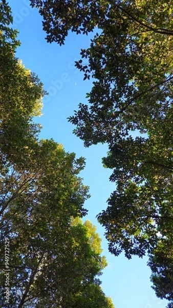 Fototapeta Bottom view of tree foliage in the morning with blue sky. Tranquil natural background with trees, leaves swaying on wind in Mekong Delta Vietnam.
