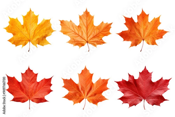 Fototapeta PNG autumn maple leaf element set, transparent background