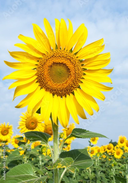Fototapeta Sunflower field
