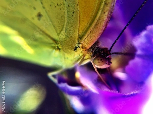 Fototapeta dentro de 