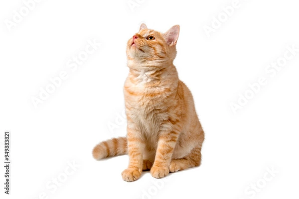 Fototapeta Beautiful cute orange cat isolated on white background. File contains clipping path.