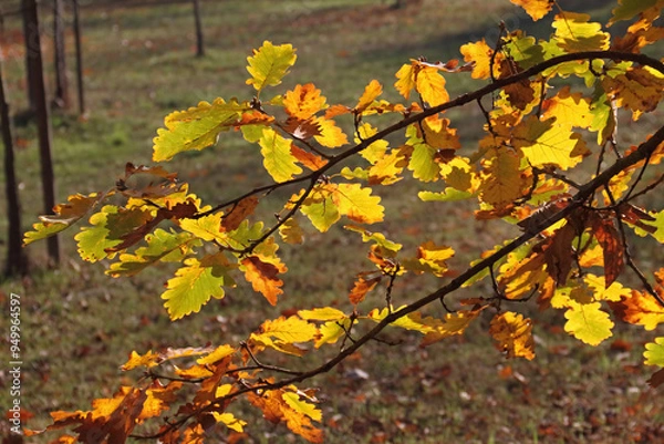 Obraz a branch with autumn-colored foliage of a German oak tree in the sunlight