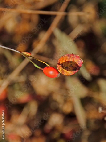 Obraz A rose hip casts its shadow on a leaf in the autumn sunlight