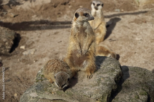 Obraz Meerkat in the midday sun with young animal sitting on a stone