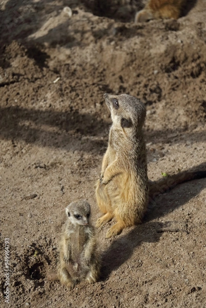 Obraz Meerkat in the midday sun with young animal sitting on a stone