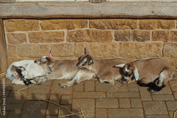 Obraz Young domestic goat relaxing in the sun dozing