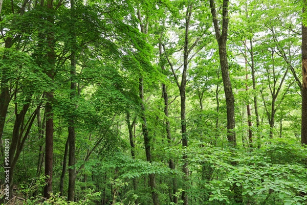 Obraz 新緑のブナ林