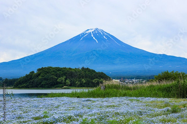 Fototapeta 【山梨県】ネモフィラ畑と富士山の風景