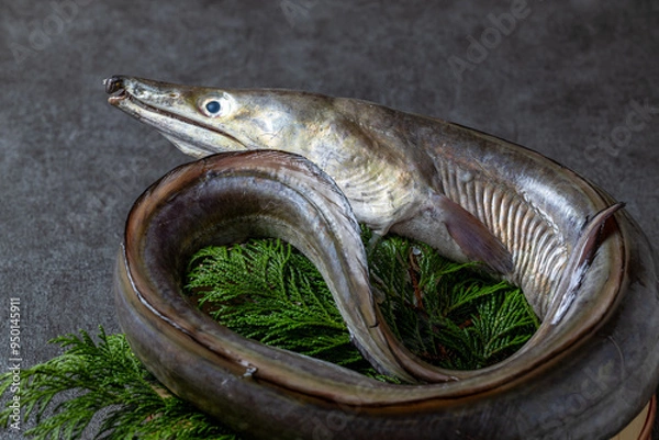 Obraz 新鮮な鱧