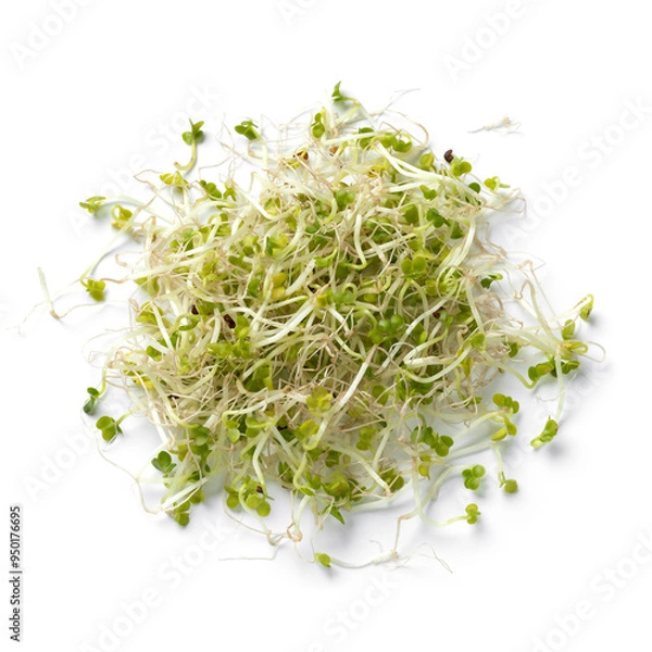 Fototapeta Heap of fresh green Broccoli sprouts close up isolated on white background