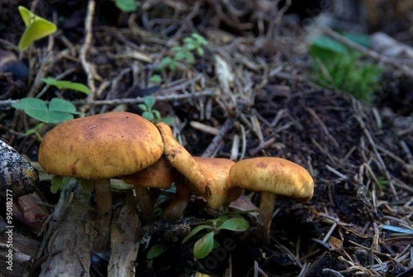 Fototapeta Champignons