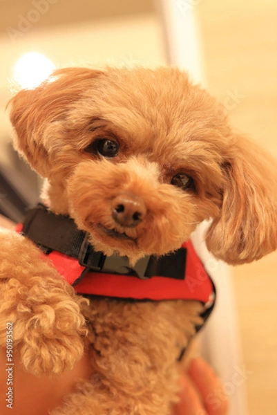 Fototapeta お風呂で水遊びの練習をするトイ・プードル