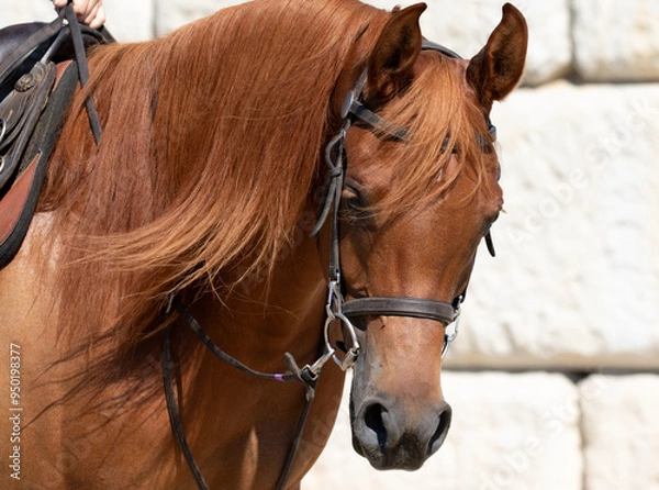 Obraz beautiful sorrel horse