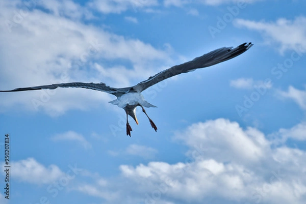 Fototapeta Seagull flying in the sky. White clouds in the background. Bird from the coast.