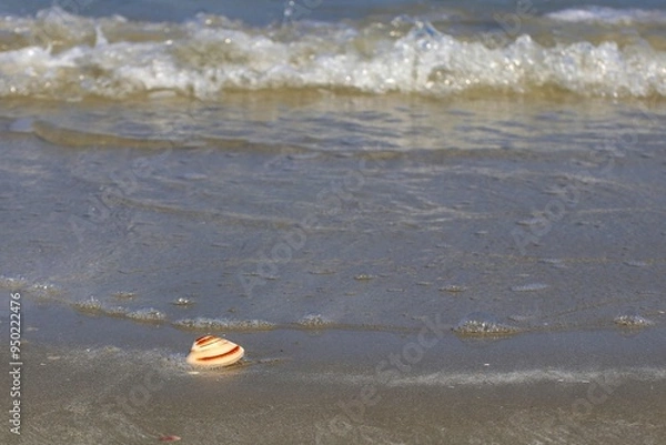 Fototapeta Seashells on the beach, sea sponges and waves crashing onto the shore.