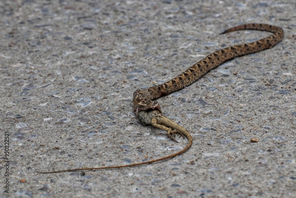 Fototapeta A snake is eating a lizard on the ground in the middle of the road.