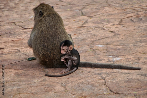 Fototapeta A mother monkey is sitting on the ground with her baby curled up and hiding behind her back.