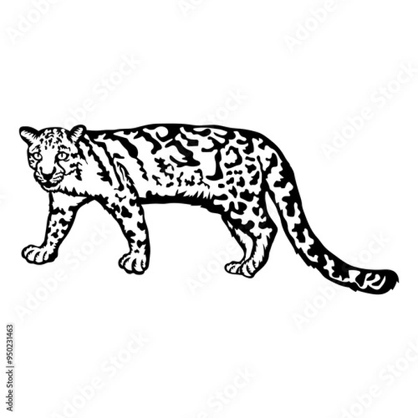 Fototapeta Clouded Leopard