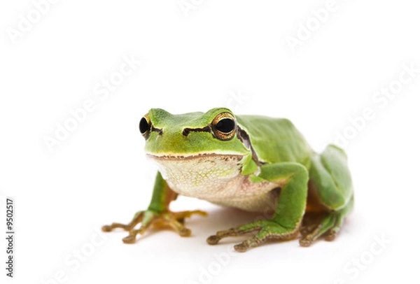 Fototapeta Green Tree Frog isolated on white background. Shallow DOF..