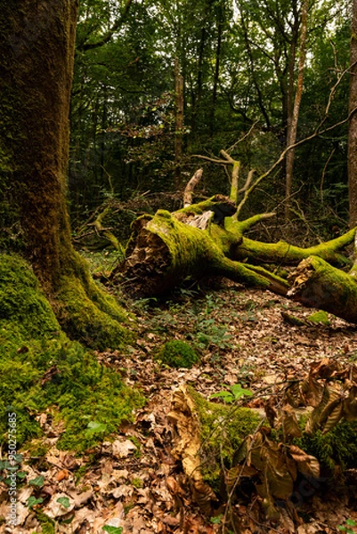 Obraz tree in the forest