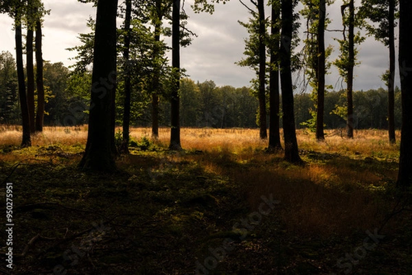 Fototapeta sunset in the woods
