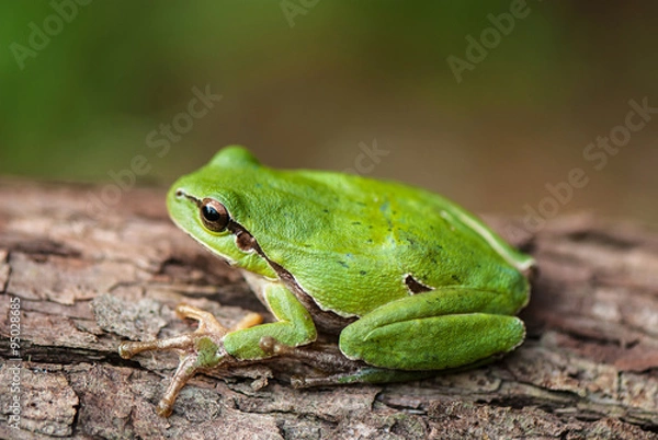 Obraz green tree frog