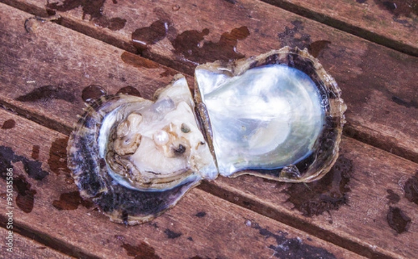 Obraz Pearl in oyster