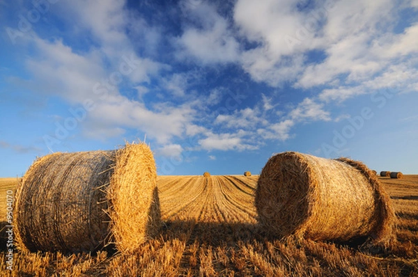 Obraz The hay-circles