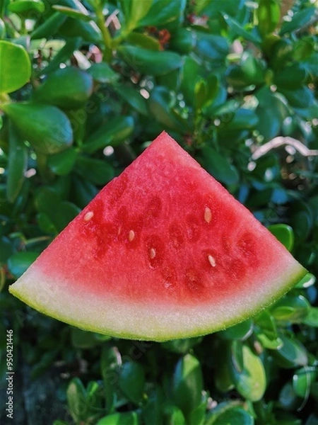 Fototapeta watermelon