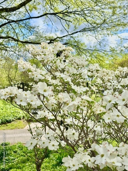 Fototapeta blooming tree