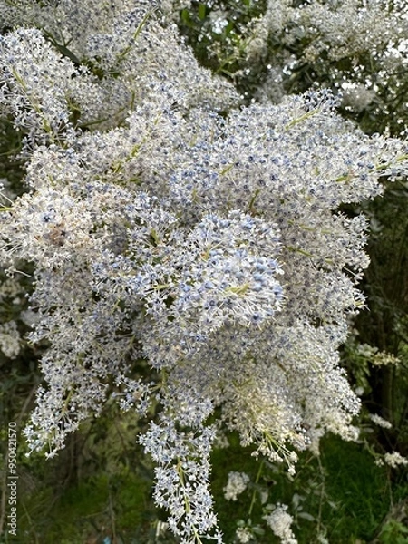 Obraz flowers on a tree