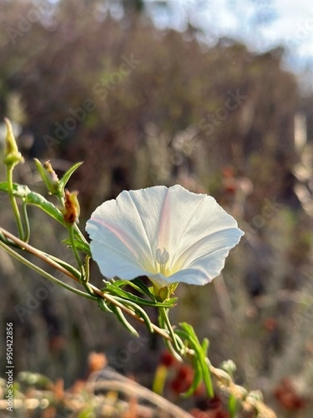 Fototapeta white wildflower