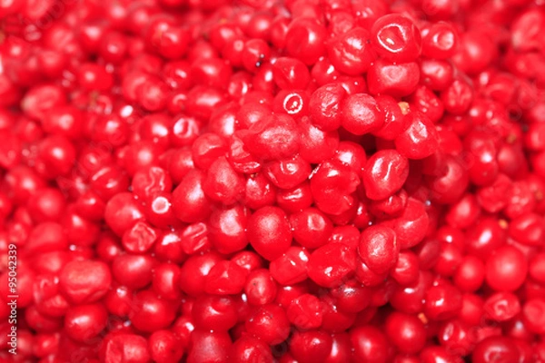 Fototapeta harvest of red schizandra