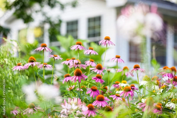 Obraz Coneflowers in bloom in a summer backyard garden