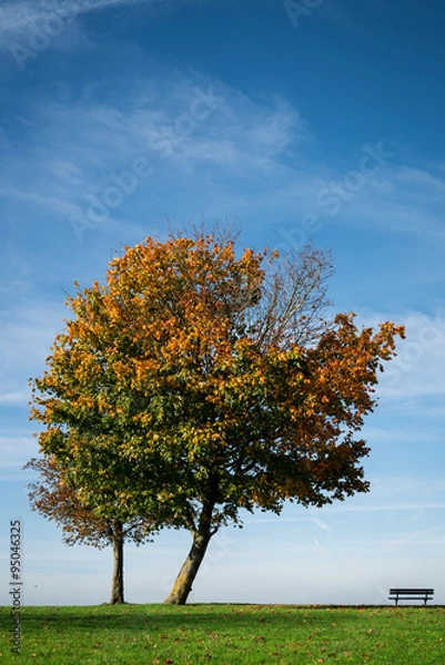 Fototapeta Single autumn tree
