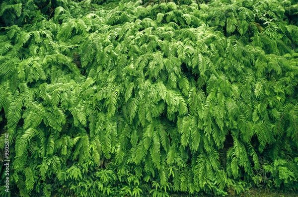 Fototapeta Fern background