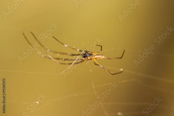 Fototapeta Golden Orb-weaver Spider