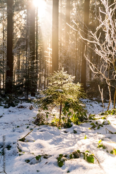 Obraz Magical winter forest with sunshine in Bavaria in Germany