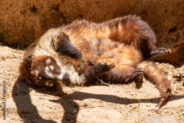 Obraz Coati lying face up sunbathing
