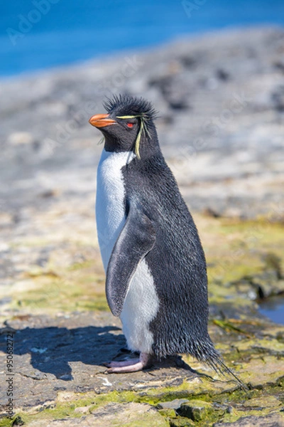 Obraz Rockhopper Penguin (Eudyptes chrysocome) on rocks.