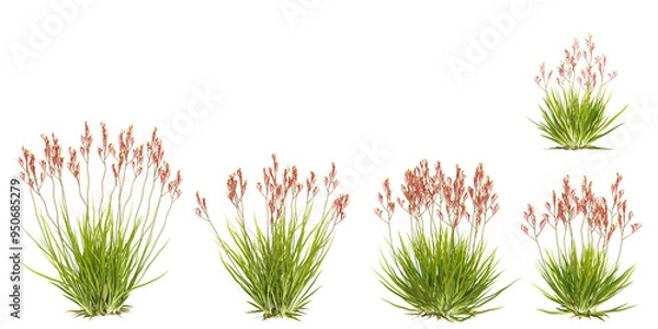 Fototapeta Collection of tall kangaroo paw plants with transparent background
