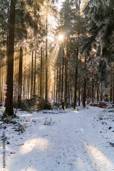 Obraz Magical winter forest with sunshine in Bavaria in Germany