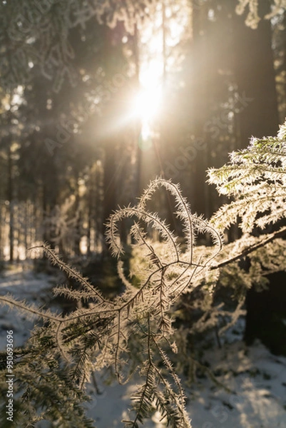 Obraz Magical winter forest with sunshine in Bavaria in Germany